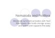 Nematoda and Rotifera Bilaterally symmetrical bodies with fluid filled space that holds storage areas and sperm and supports the body