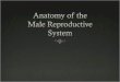What is Reproduction?  In simple terms, reproduction is the process by which organisms create descendants.  In human reproduction, two kinds of sex