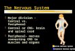 The Nervous System zMajor division - Central vs. Peripheral zCentral or CNS- brain and spinal cord zPeripheral- nerves connecting CNS to muscles and organs