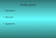 Knee joint Skeleton Muscle ligament. skeleton Femur Tibia Fibula ( 未參與 knee joint) patella