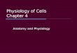 Physiology of Cells Chapter 4 Anatomy and Physiology