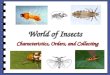 World of Insects Characteristics, Orders, and Collecting