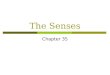 The Senses Chapter 35. 5 senses --- touch, taste, smell, sight & hearing  TOUCH The skin is the organ of touch Touch is a combination of pain, pressure,