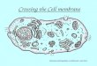 Crossing the Cell membrane http://www.biology4kids.com/files/cell_main.html