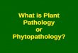 What is Plant Pathology or Phytopathology?. Plant Pathology Plant Pathology or Phytopathology Phytopathology is the study of plant diseases