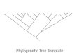 Phylogenetic Tree Template. Organism Genome Coding Scheme 1 st Codon – Chlorophyll 2 nd Codon – Size of Flower (small, medium, large) 3 rd Codon – Mature