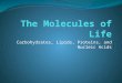 Carbohydrates, Lipids, Proteins, and Nucleic Acids