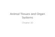 Animal Tissues and Organ Systems Chapter 20. Stem Cells Undifferentiated cells with potential to develop into many cell types – Embryonic stem cells,