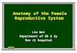 Anatomy of the Female Reproductive System Liu Wei Department of Ob & Gy Ren Ji hospital
