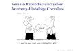 Female Reproductive System Anatomy-Histology Correlate By: Michael Lu, Class of ‘07