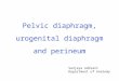 Pelvic diaphragm, urogenital diaphragm and perineum Sanjaya Adikari Department of Anatomy