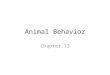 Animal Behavior Chapter 13. Sec 1: What is Behavior? The Behavior of Animals – An animals behavior consists of all the actions it performs – Examples: