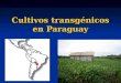 Cultivos transgénicos en Paraguay. Perspectivas Ampliación de las superficies de cultivos por los buenos precios actuales del mercado internacional Ampliación