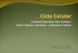 Unidad Reproducción Celular: Ciclo Celular: Interfase y división Celular Profesor José De La Cruz Martínez Departamento de Química y Biología Liceo Polivalente