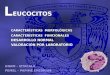 LEUCOCITOS (2)
