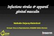 Infections virales & appareil g©nital masculin Groupe Virus & Reproduction, INSERM U625, Rennes Nathalie Dejucq-Rainsford