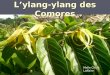 Lylang-ylang des Comores Melle Chloé Laffaire. De la plante à lhuile Lylang-ylang (Cananga odorata (Lamarck) J.D. Hooker et Thomson variété genuina) Lylang-ylang