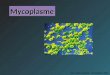 Mycoplasme Civel / Joffin / Karczinski - Microbiologie / ABM2