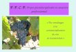 P. P. C. P. Projet pluridisciplinaire à caractère professionnel « Des vendanges à la commercialisation du vin en restauration »