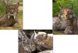 Le genre Lynx[Note 1] de la famille des félins (Felidae) et de la sous-famille des félinés abrite quatre espèces de lynx. Parmi les félins, les lynx sont