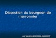 Dissection du bourgeon de marronnier par Sandrine ESQUIROL-PAQUEROT