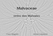 Malvaceae ordre des Malvales Yves Magnin Annie Gauliard