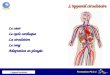 Formation PLG 1 Lappareil circulatoire Lappareil circulatoire Le cœur Le cycle cardiaque La circulation Le sang Adaptation en plongée