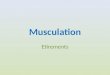 Musculation Etirements. Le muscle Le muscle est constitué de trois types de tissus : musculaire, conjonctif et nerveux. : Tissu musculaire: Le tissu musculaire