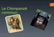 Le Chimpanzé commun. Les caracthéristiques physiques: Les Chimpanzés communs ont le corps recouvert de poils noirs sauf sur le visage, les oreilles, la