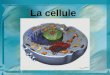 La cellule. Quest ce quune cellule Lorganisation de la cellule Le fonctionnement de la cellule La division cellulaire Les types de cellules Les cellules