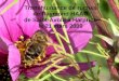 Transhumance de ruches de Raymond HAAG de Saint-Avold à Harprich le 21 mars 2009