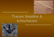 Traces fossiles & Ichnofacies. A - Introduction à lichnologie – intérêts des traces fossiles B – Classification des traces C – Exemples de morphologie