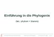 Vorlesung Einführung in die Bioinformatik - U. Scholz & M. Lange Folie #8-1 Einführung in die Phylogenie Einführung in die Phylogenie (lat.: phylum = Stamm)