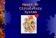 Heart & Circulatory System Heart (1): structure made of c musclec surrounded by the pericardium (Herzbeutel) pericardium _ supply the heart muscle 2