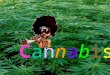 CannabisCannabis. Hanfpflanze Eine Pflanzengattung in der Familie der Hanfgewächse. Cannabisarten Wachstum Anwendungsmöglichkeiten