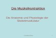 von Markus Braun1 Die Muskelkontraktion Die Anatomie und Physiologie der Skelettmuskulatur