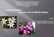 Primelgewächse – Pflanzen, die im Winter blühen Муниципальное общеобразовательное бюджетное учреждение средняя общеобразовательная
