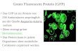 Green Fluorescent Protein (GFP) Das GFP ist ein Protein von 238 Aminosäuren ursprünglich aus der Qualle Aequoria victoria isoliert. Diese erzeugt grüne