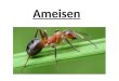 Ameisen. Die Nahrung Gefahren Der Ameisenstaat Arbeitsaufteilung Körperbau Das Nest Arten Die Fortpflanzung