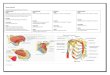 Muscle Innervation Chart II[1]