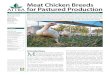 Meat Chicken Breeds for Pastured Production