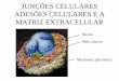 Juncoes e Adesao Celular e Matriz Extracelular