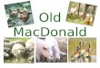 Old MacDonald Song PPT