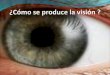 Objetivos Identificar las estructuras mas importantes del ojo. Describir como se produce la visión