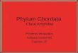 Phylum Chordata Clase Amphibia Primeros tetrápodos Anfibios modernos Capítulo 25
