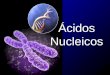 Ácidos Nucleicos. Cromosomas El CROMOSOMA es el material microscópico constituido del ADN y de proteínas especiales llamadas histonas que se encuentra