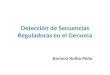 Detección de Secuencias Reguladoras en el Genoma Karinna Rubio Peña