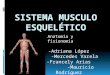 Anatomía y fisionomía. SISTEMA MUSCULO ESQUELÉTICO ARTICULACIONES MÚSCULOS ESQUELETO AXIAL APENDICULAR CAJA TORÁCICA CABEZA EXTREMIDADES DIARTROSIS ANFIARTROSIS