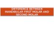 Difference Between Mandibular First Molar and Second Molar