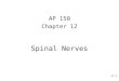 150 Spinal Nerves
